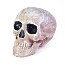 Realistic Skull Head