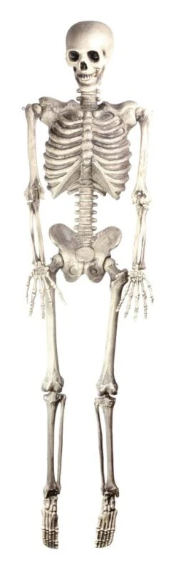 Skeleton Hanging