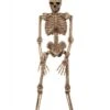 Skeleton